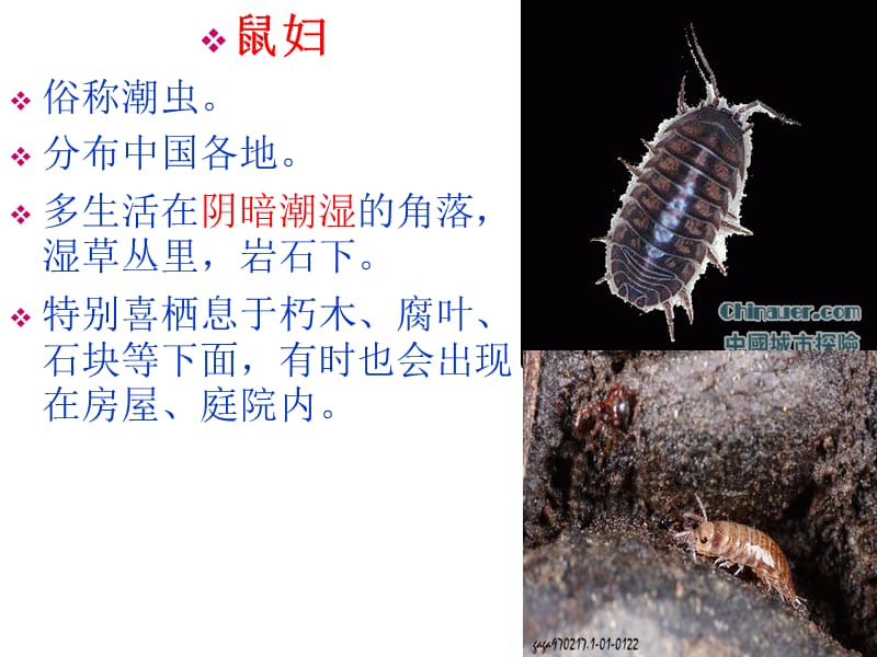 人教版生物七年级上册第一单元第一章第二节光对鼠妇生活的影响.ppt_第3页