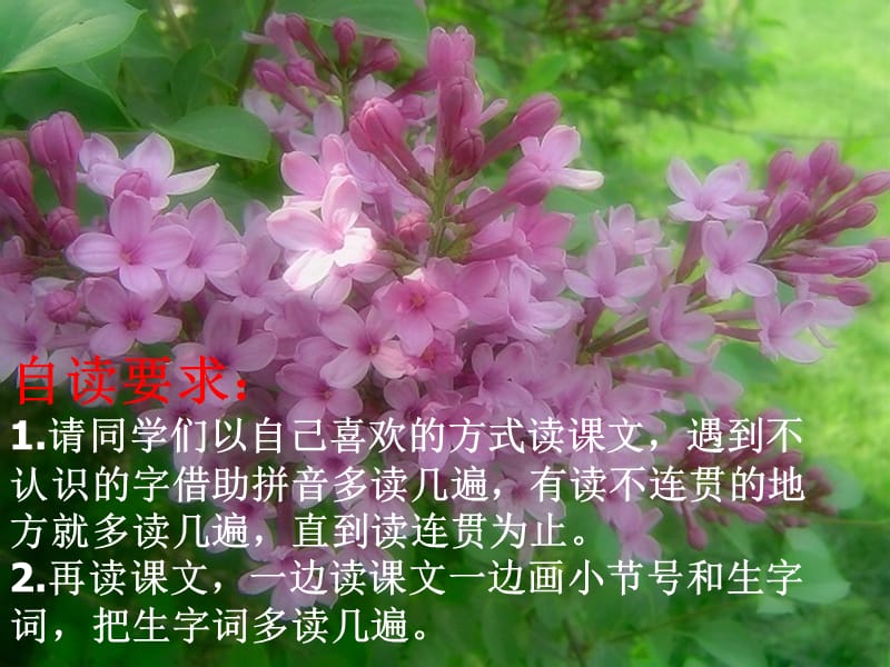 5《一株紫丁香》课件.ppt_第2页