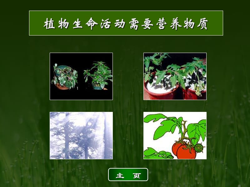 七年级第一单元第一节《生物的特征》课件.ppt_第3页