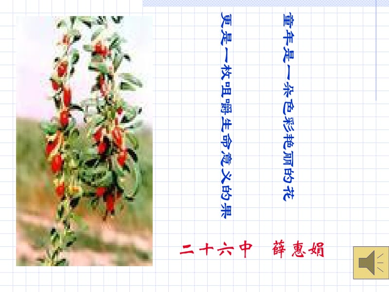 初一语文七年级语文三颗枸杞豆.ppt_第1页