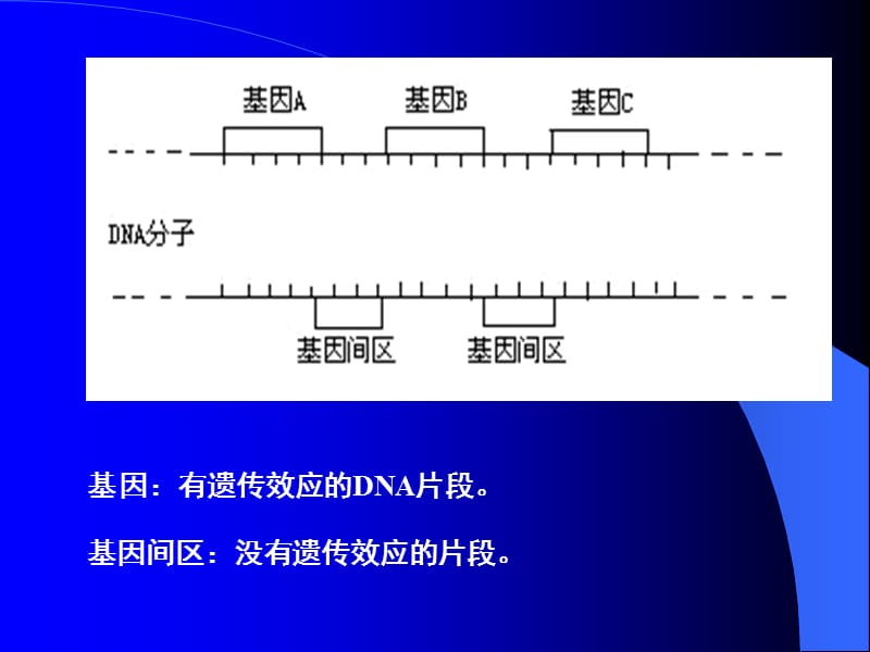 高中生物人教版必修二基因指导蛋白质的合成.ppt_第2页