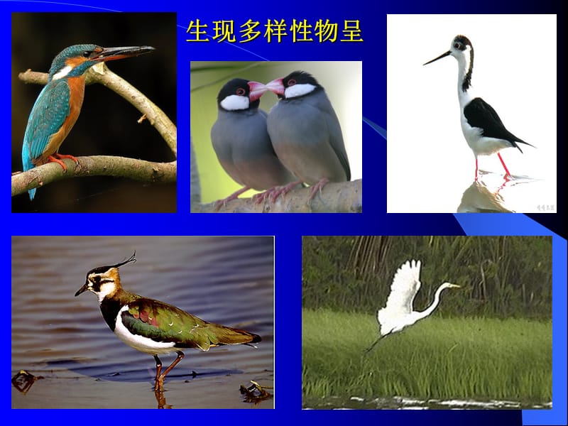 高中生物人教版必修二基因指导蛋白质的合成.ppt_第3页