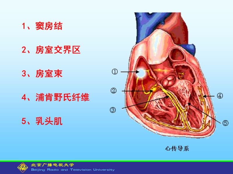 人体解剖学与组织胚胎学型考第5次形考作业.ppt_第2页