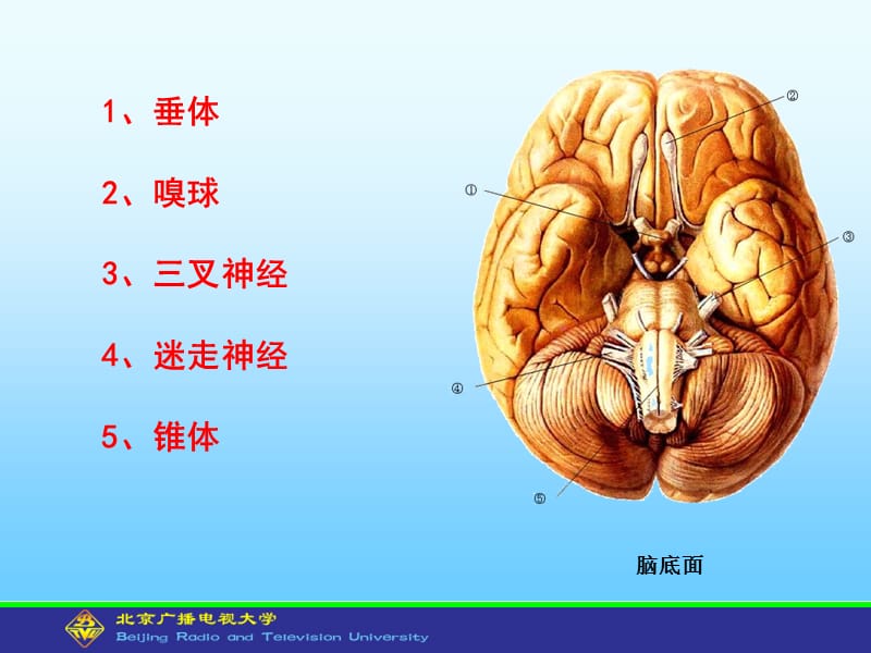 人体解剖学与组织胚胎学型考第5次形考作业.ppt_第3页