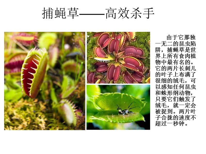 世界上最奇特的植物.ppt_第2页