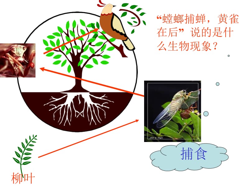 八年级生物下：第六单元第一章第二节食物链和食物网课件济南版.ppt_第3页