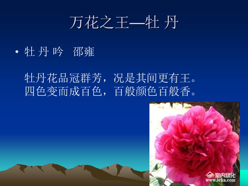 我国十大名花花语.ppt_第2页