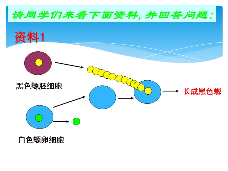 第三节细胞核---系统的控制中心.ppt_第2页