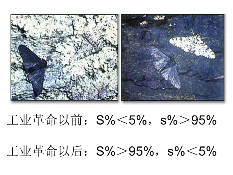 现代生物进化理论1.ppt_第2页