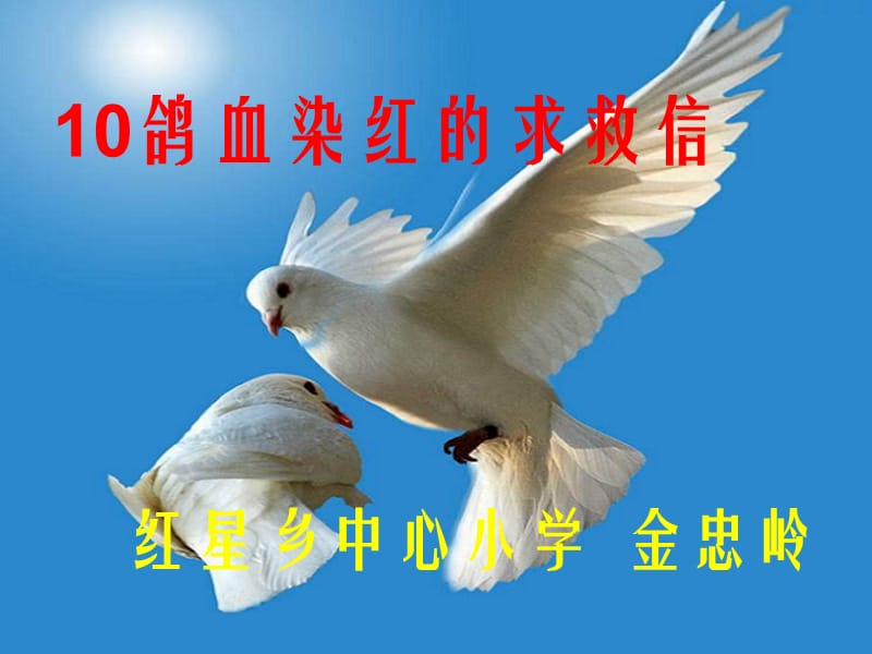 10鸽血染红的求救信红星乡中心小学金忠岭.ppt_第1页