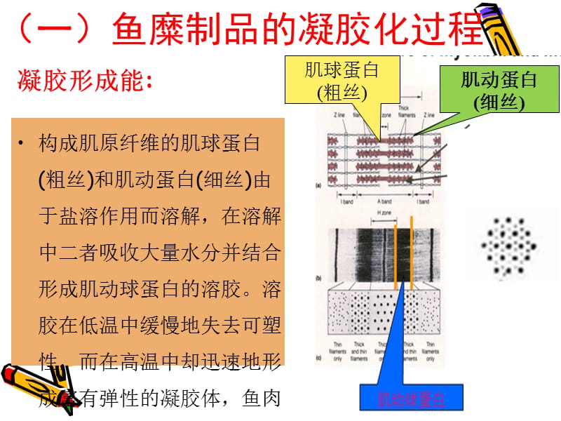 项目四鱼糜加工技术ppt课件.ppt_第1页