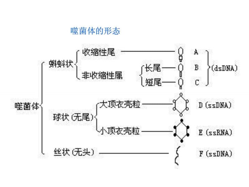 微生物学4-2病毒和亚病毒-4类病毒及繁殖方式.ppt_第3页