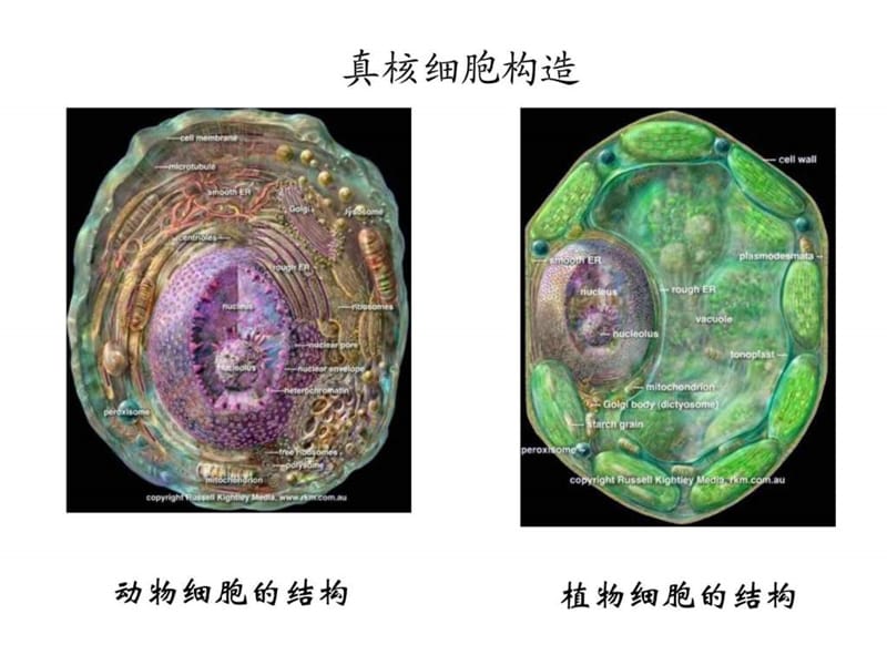 高二生物真核微生物.ppt_第3页