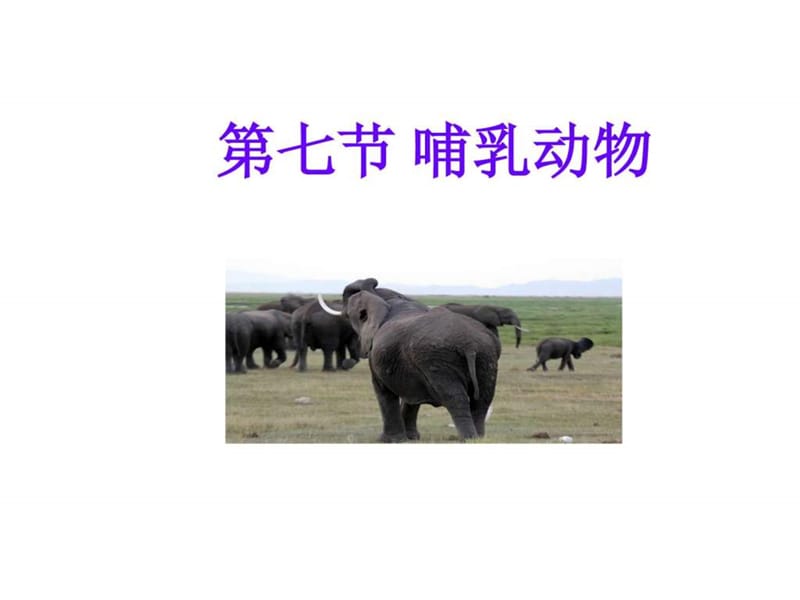 最新初二人教版八年级上册生物课件第七课哺乳动物.ppt_第1页