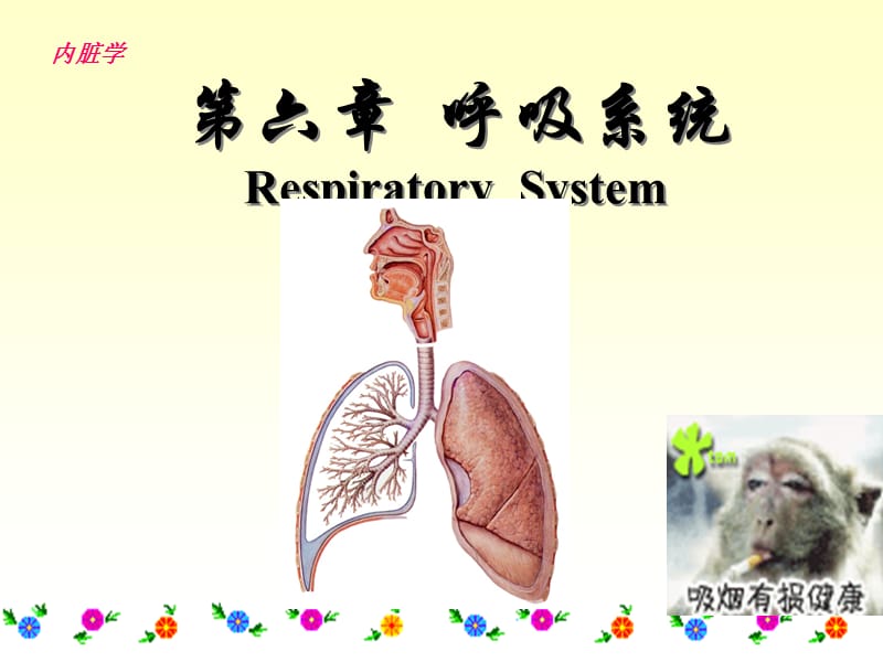 系统解剖学呼吸系统.ppt_第1页