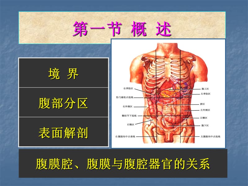 腹部的局部解剖ppt课件.ppt_第2页