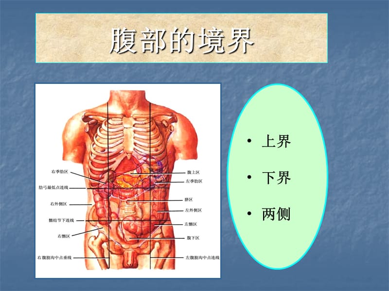 腹部的局部解剖ppt课件.ppt_第3页