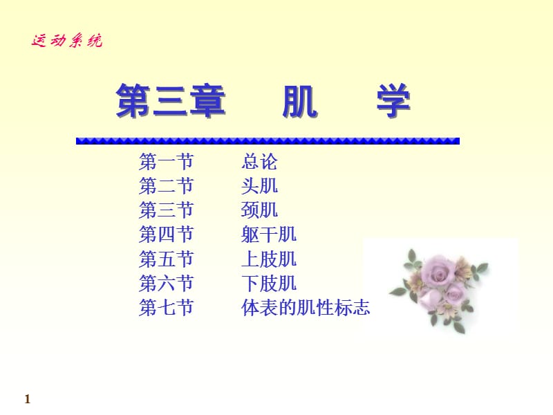 肌学.ppt_第1页