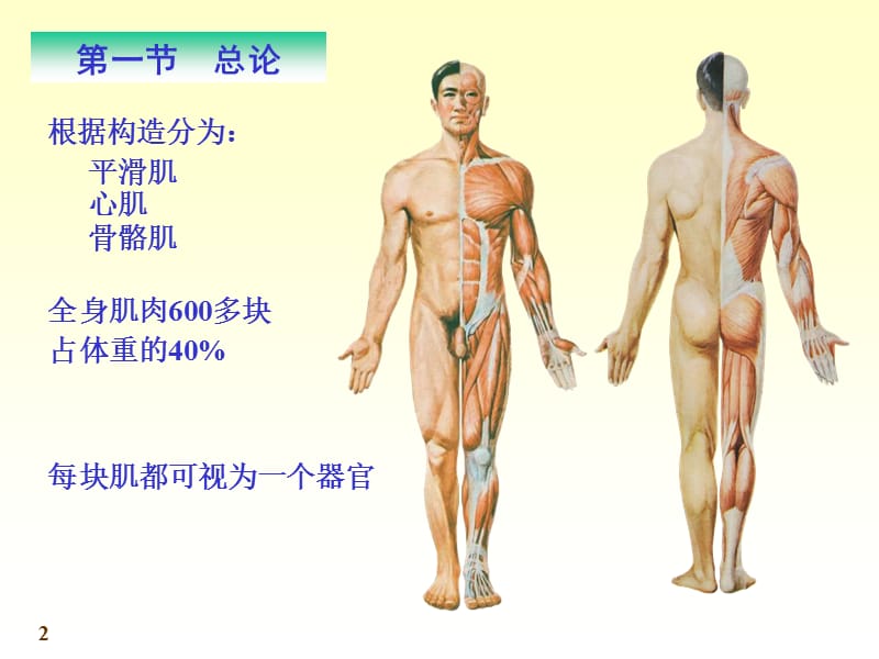 肌学.ppt_第2页