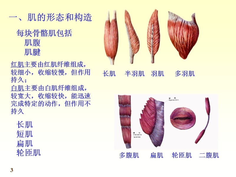 肌学.ppt_第3页