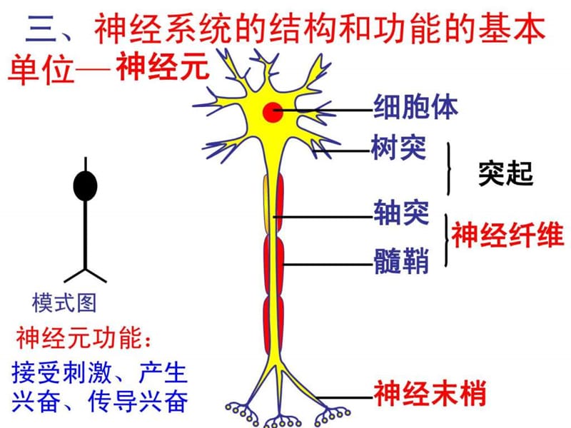 高二复习动物和人体生命活动的调节.ppt_第2页