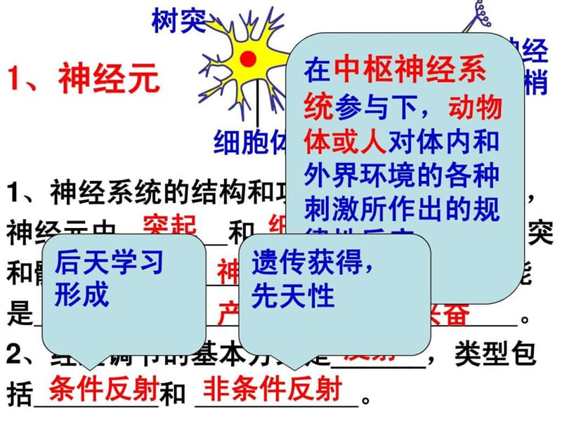 高二复习动物和人体生命活动的调节.ppt_第3页