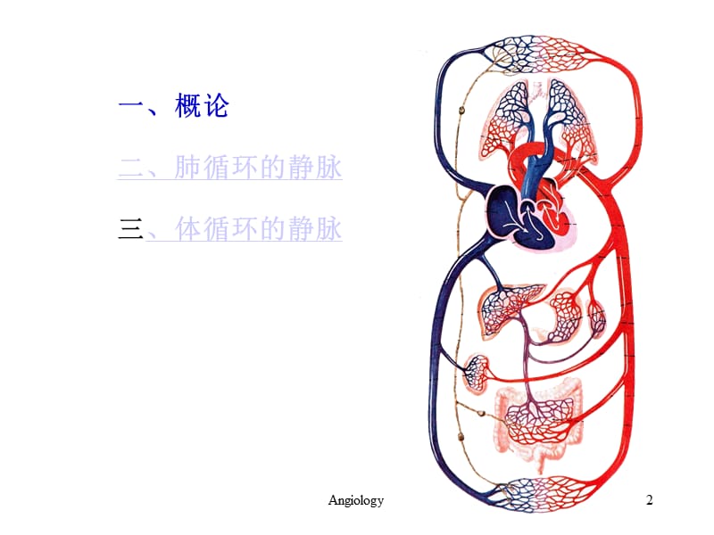 系统解剖学——静脉.ppt_第2页