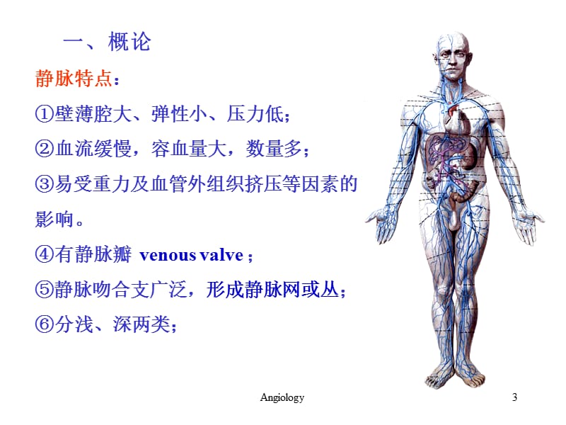 系统解剖学——静脉.ppt_第3页