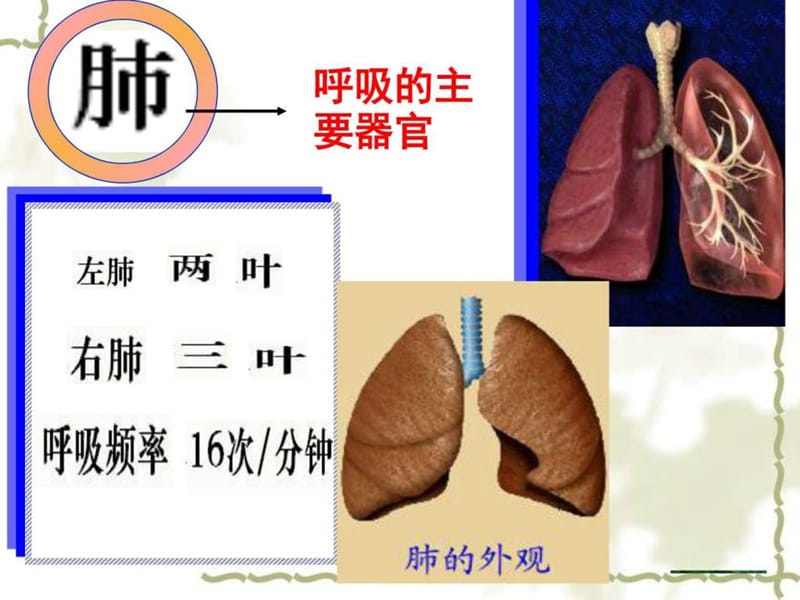 七年级下册 第四单元 第三章 第二节 发生在肺内的气.ppt_第3页