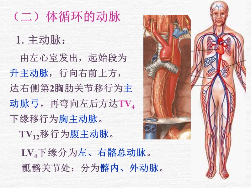 系统解剖学全身动脉.ppt_第3页