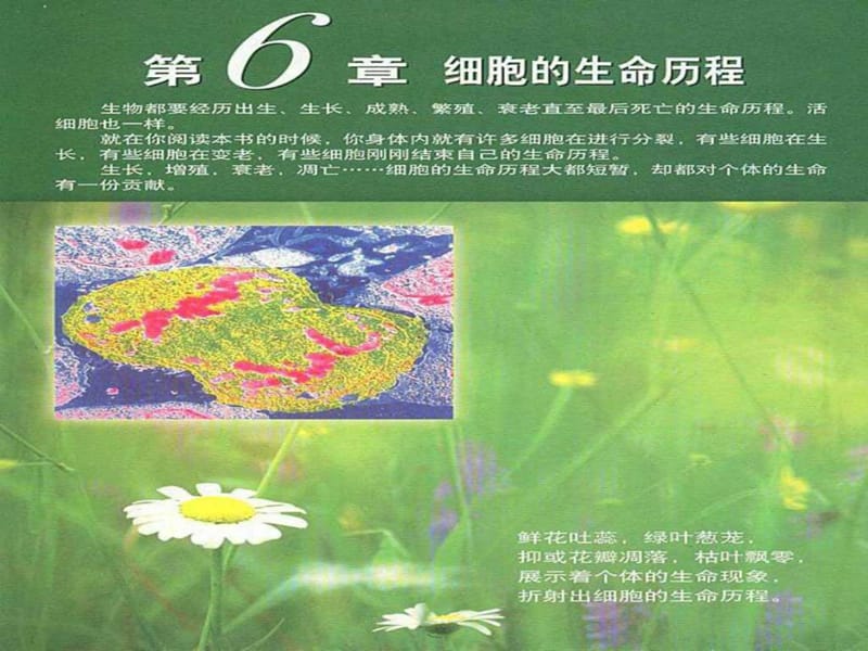 高中生物《第六章 第一节 细胞的增殖》课件 新人教版必.ppt_第1页