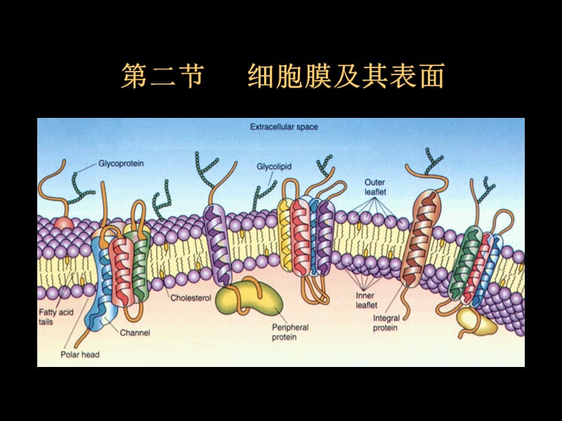 细胞膜及其表面医学生物学ppt课件.ppt_第1页