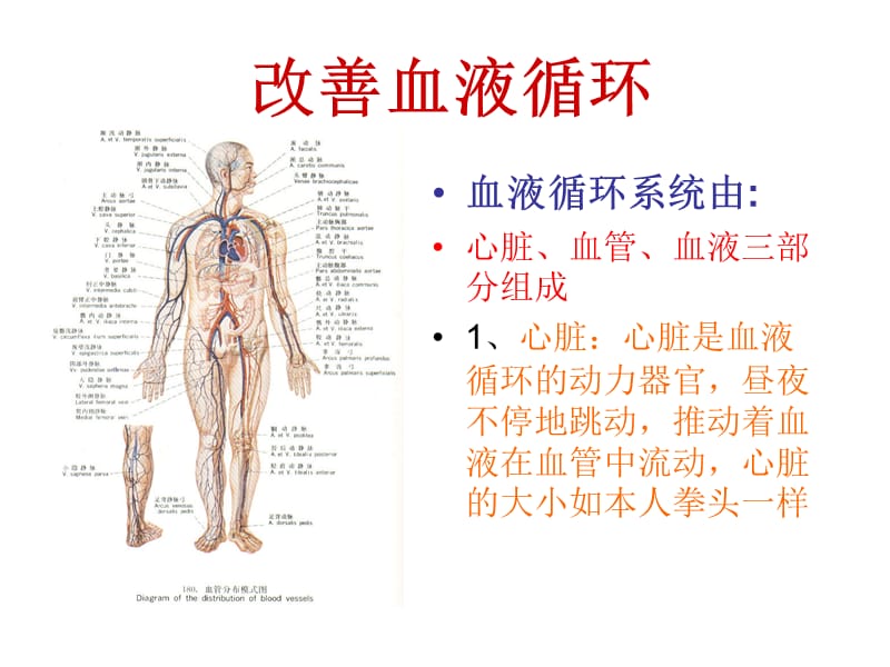 改善血液和淋巴液循环ppt课件.ppt_第2页