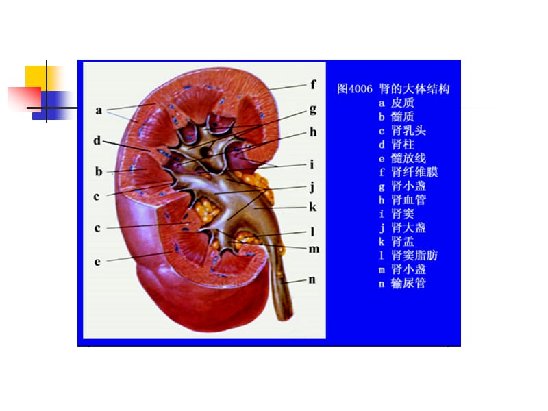 湘南学院病理学肾小球肾炎ppt课件.ppt_第3页