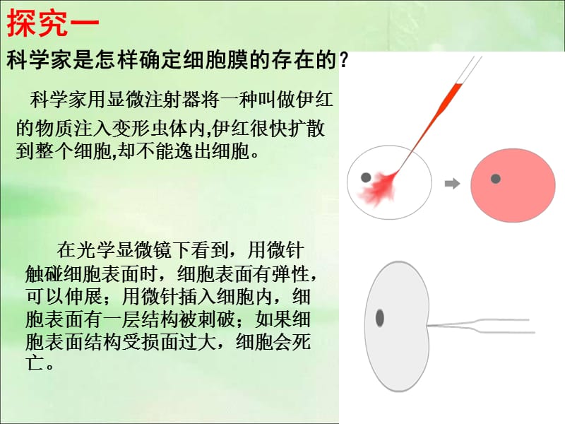 细胞膜.ppt_第3页