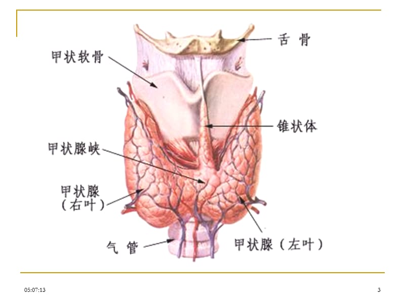 病理学内分泌系统疾病ppt课件.ppt_第3页