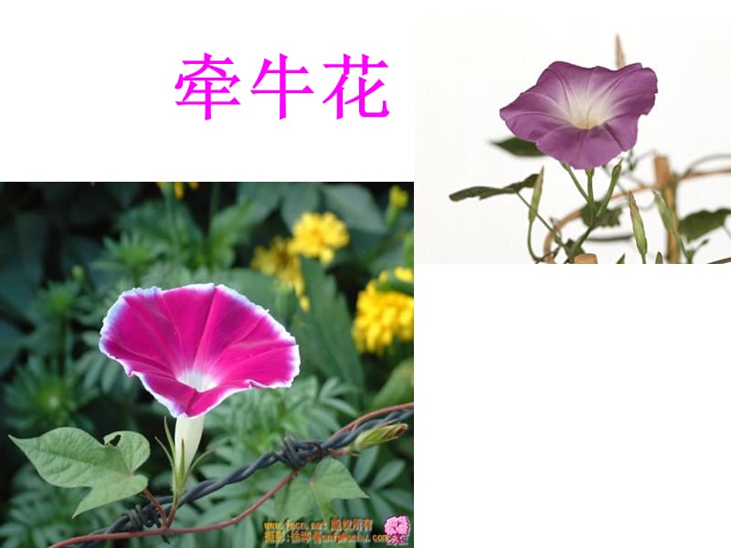 花钟课件 (3).ppt_第3页