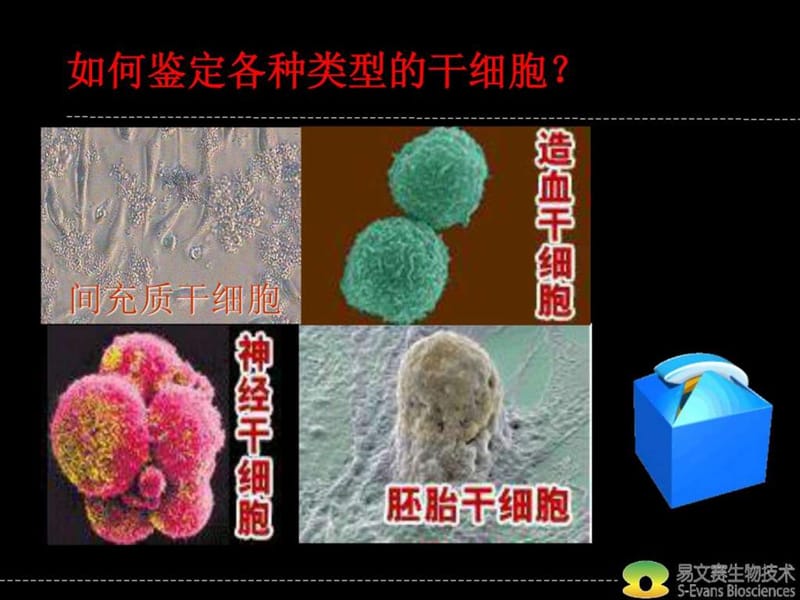 《干细胞标志物》PPT课件.ppt_第2页