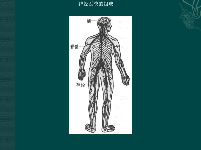 生物：第12章《人体生命活动的调节》单元复习课件（苏教版七年级下）.ppt_第3页