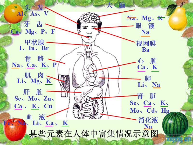 12.2化学元素与人体健康.ppt.ppt_第3页