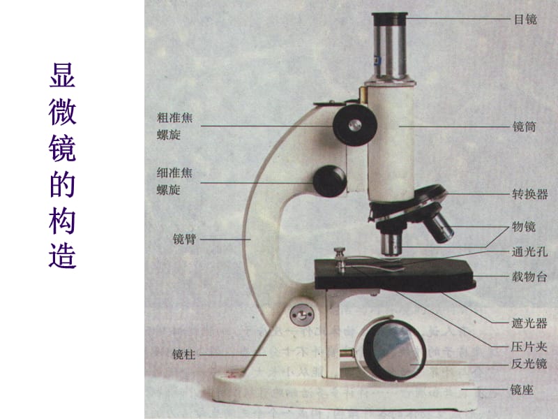 细胞的多样性和统一性课件张红艳.ppt_第2页