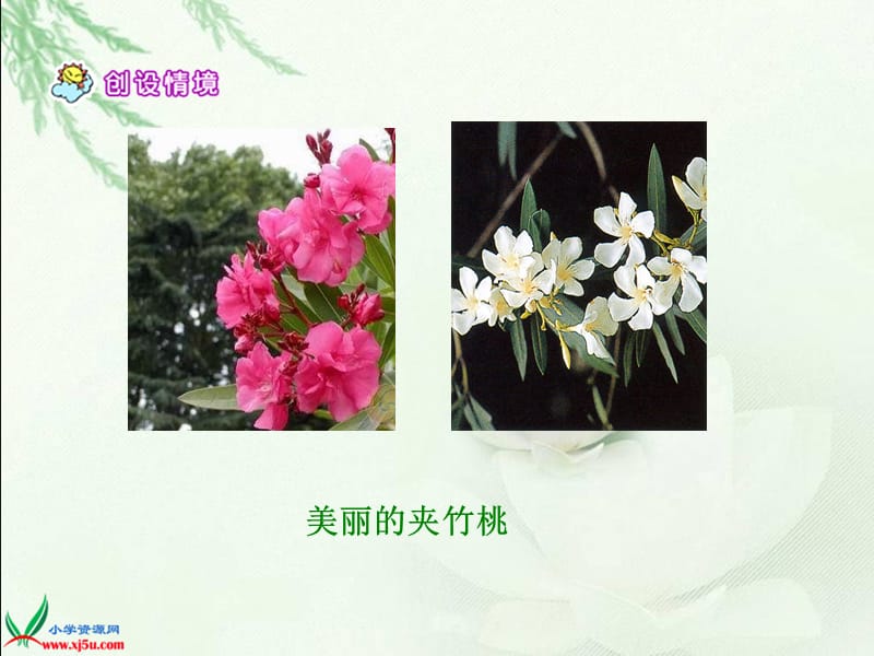 19《夹竹桃》.ppt_第2页