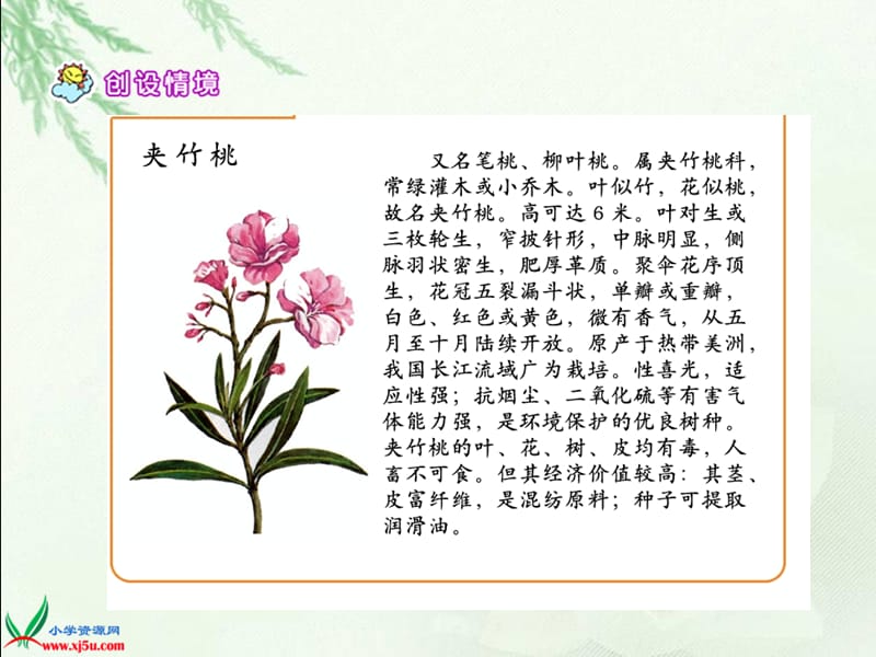 19《夹竹桃》.ppt_第3页