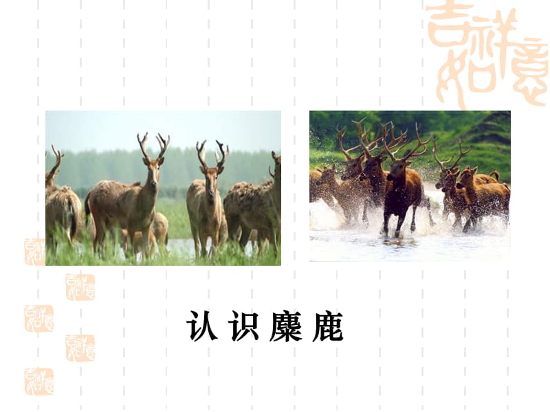 《麋鹿》课件.ppt_第3页