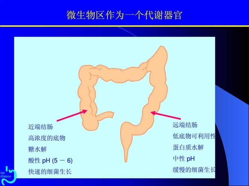 《肠道微生态》PPT课件.ppt_第3页