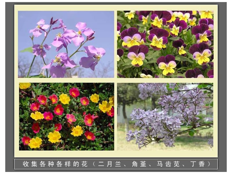 各种各样的花.ppt_第2页