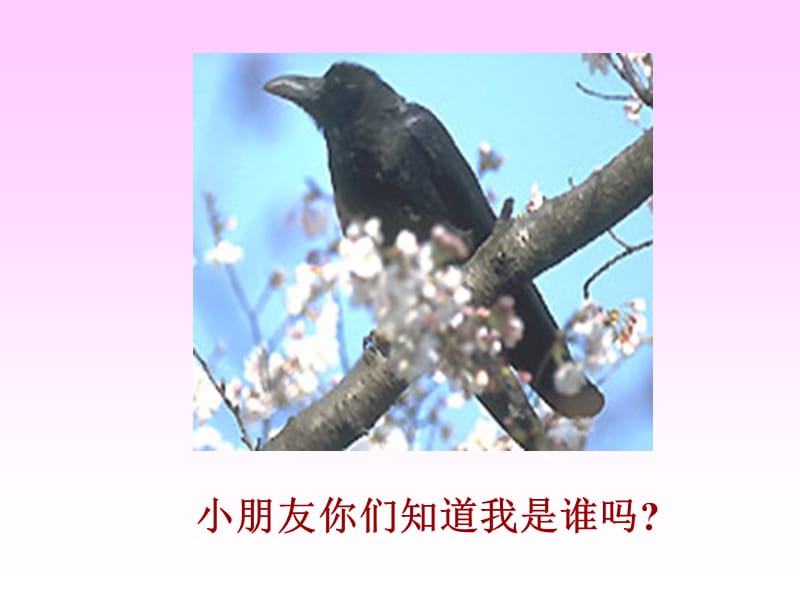 19、乌鸦喝水.ppt_第2页