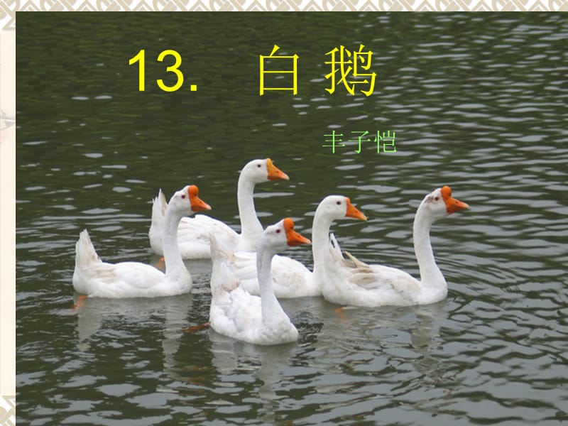 13___白鹅.ppt_第1页