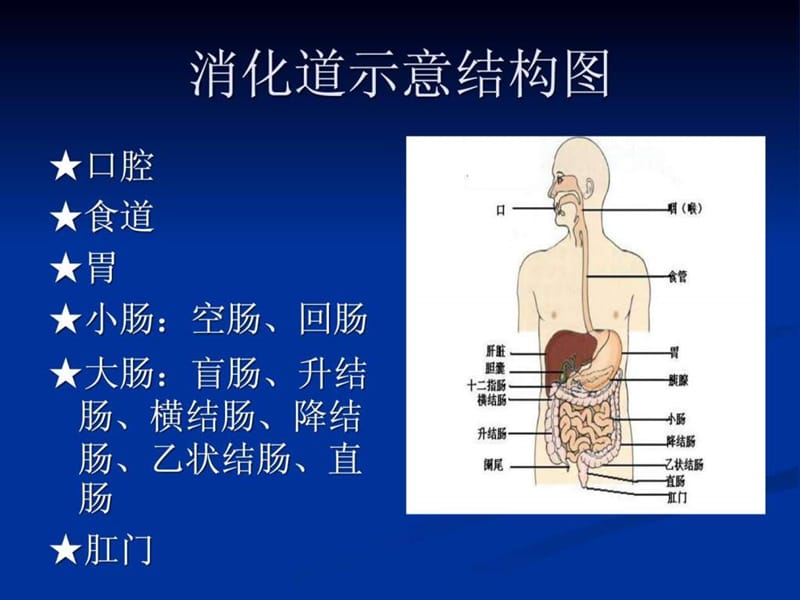 《肠造口术后护理》PPT课件.ppt_第2页