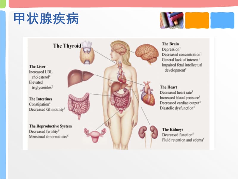 医学ppt--妊娠期甲状腺筛查.ppt_第3页